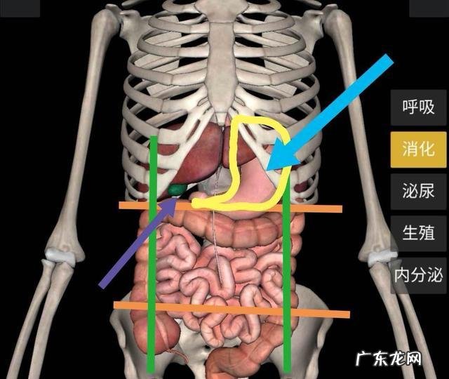 胃好不好,从什么地方能看出来?