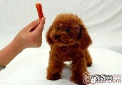 红小泰迪长黑毛是什么原因