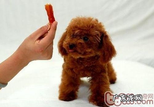 红小泰迪长黑毛是什么原因