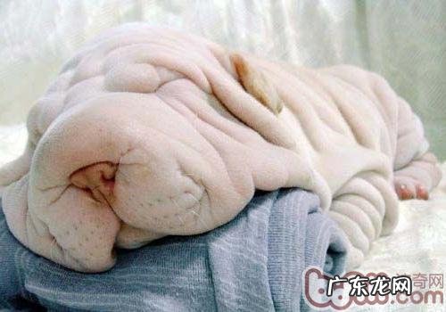 养宠物必备的物件有什么