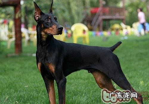 小狗何时断尾比较好