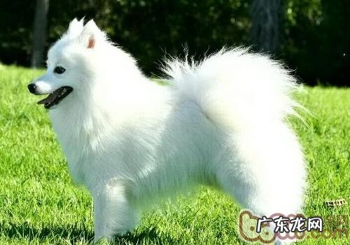 小狗被毛过度干燥怎么办