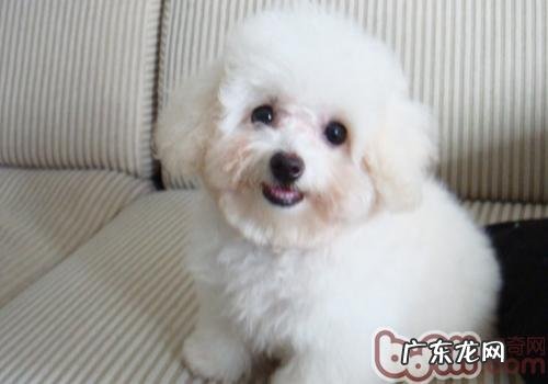 狗狗泪痕是怎么造成的