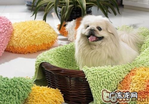 小狗诱便剂是否有功效