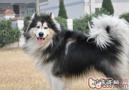 阿拉斯加犬与狼的差别