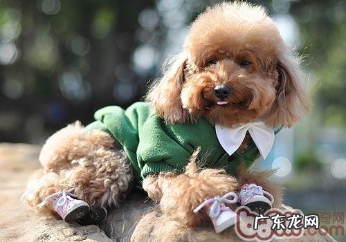 需不需要给小狗穿鞋子