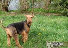 万能梗怎么样养