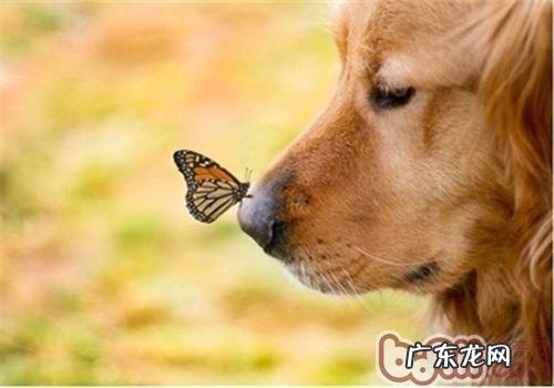 【检测】12星座最合适养什么狗狗?