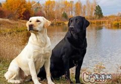 狗狗流鼻涕该怎么办