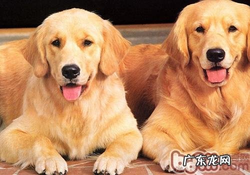 小狗想对大家说的话