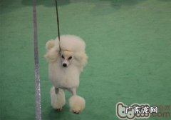 刻不容缓的小狗减肥瘦身