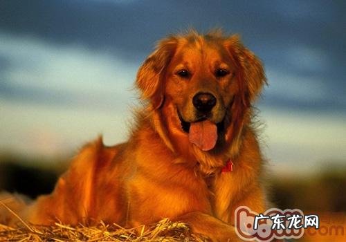 主大家为何都那麼在乎狗狗的鼻子是不是干躁