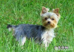 如何解决约克夏排便粘在毛上的难题