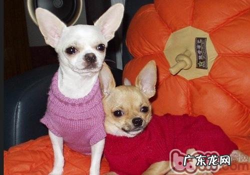 小狗喜爱穿着打扮吗