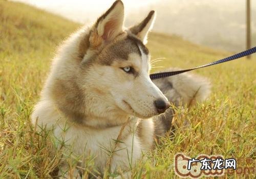 看自身是不是合适喂养金毛