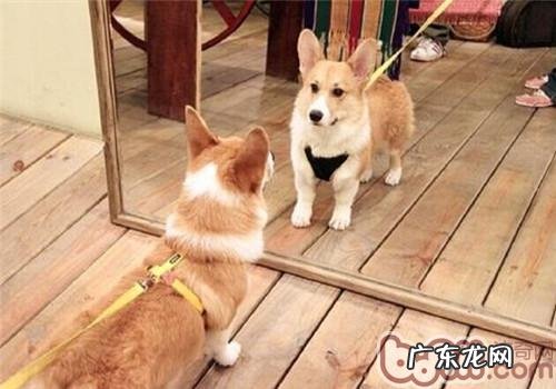 【检测】小狗信心度有多大