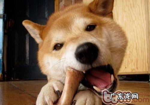 什么骨骼不可以喂养小狗