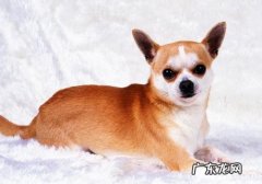 喂养吉娃娃要注意什么