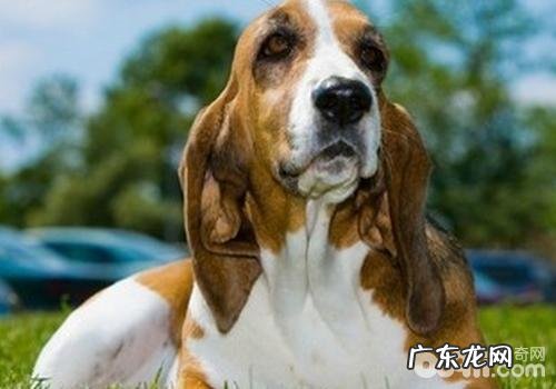 造成狗狗呼吸急促的缘故