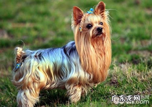 约克夏保养难题之是胆大包天還是胆小如鼠