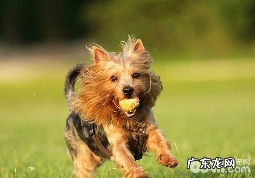 夏天小狗还要避免蚊子叮咬