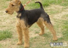 什么难题应该马上送小狗到医院