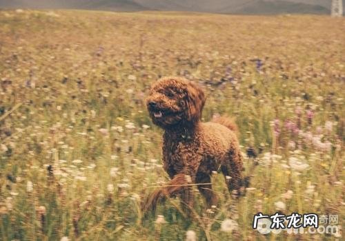 小狗三种病症的饮食搭配留意