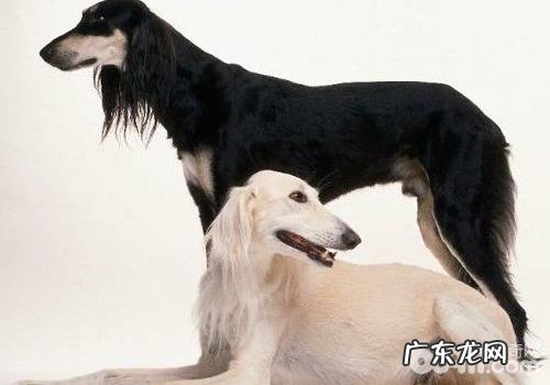 小狗特殊情况必须独特饲养