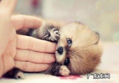 小狗排便表明的难题