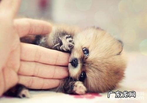 小狗排便表明的难题