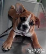 小宠物血压测量的方式与全过程