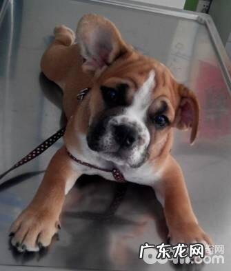 小宠物血压测量的方式与全过程