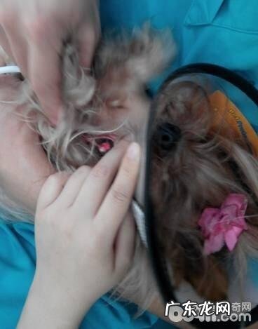 小宠物血压测量的方式与全过程