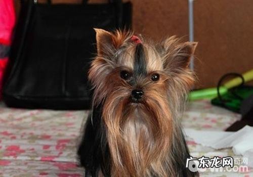 小狗人死之后应该怎么办