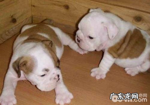 怎样保养病重小狗