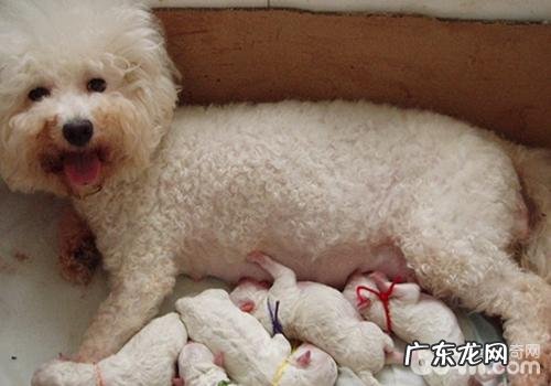 小狗刨腹产常见问题