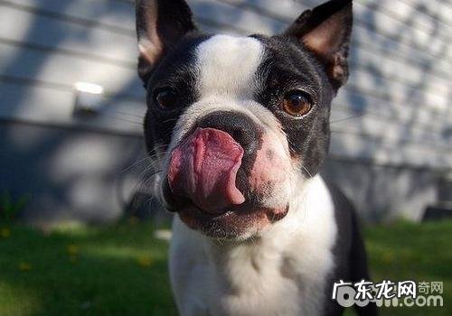 波士顿梗如何驱虫