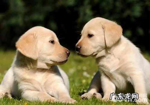 如何防止小狗狗中间打架斗殴