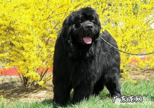 小狗必须常常喂东西吗