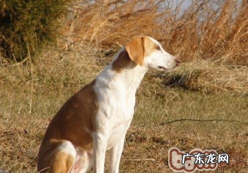 养宠物必须品有什么