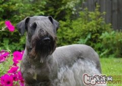 怎样做一个达标的狗主人家