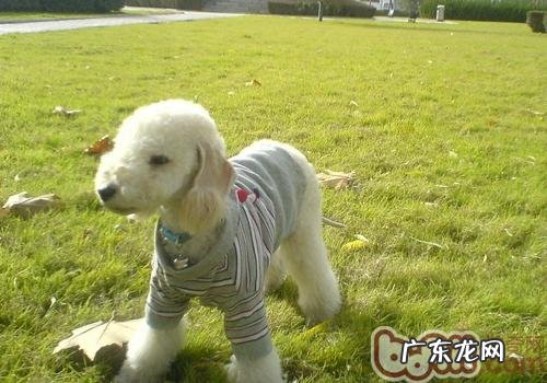 衰老期的小狗一定要锻练吗