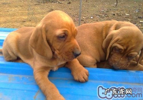 小狗为什么喜欢把食材藏起来