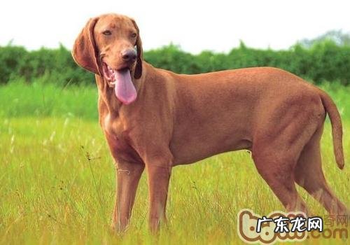 衰老期的小狗必须常常冼澡吗