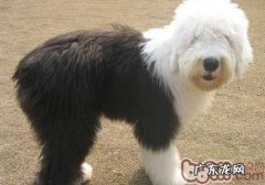 小狗一定要喂狗粮吗