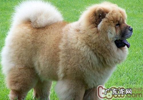 能够带小狗登山吗