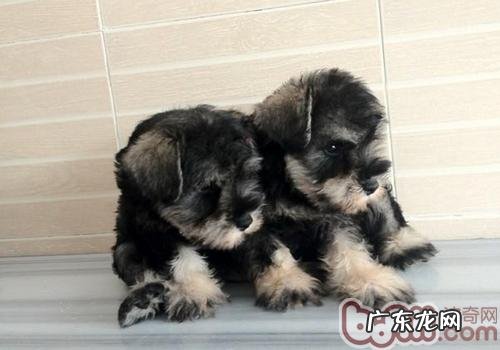 雪纳瑞胡子发黄的缘故