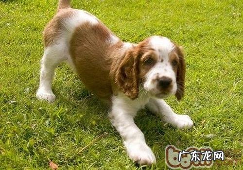 不一样种类的小狗可以在一起交往吗