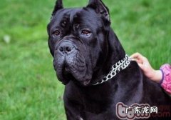 小狗独自在家主人家要提前准备哪些