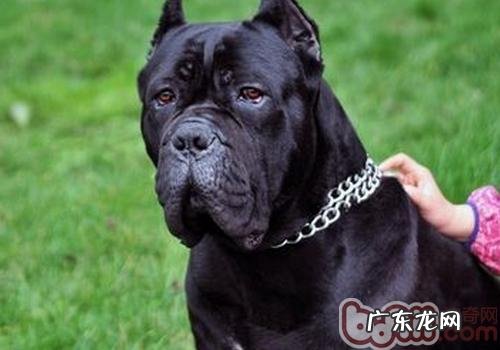 小狗独自在家主人家要提前准备哪些